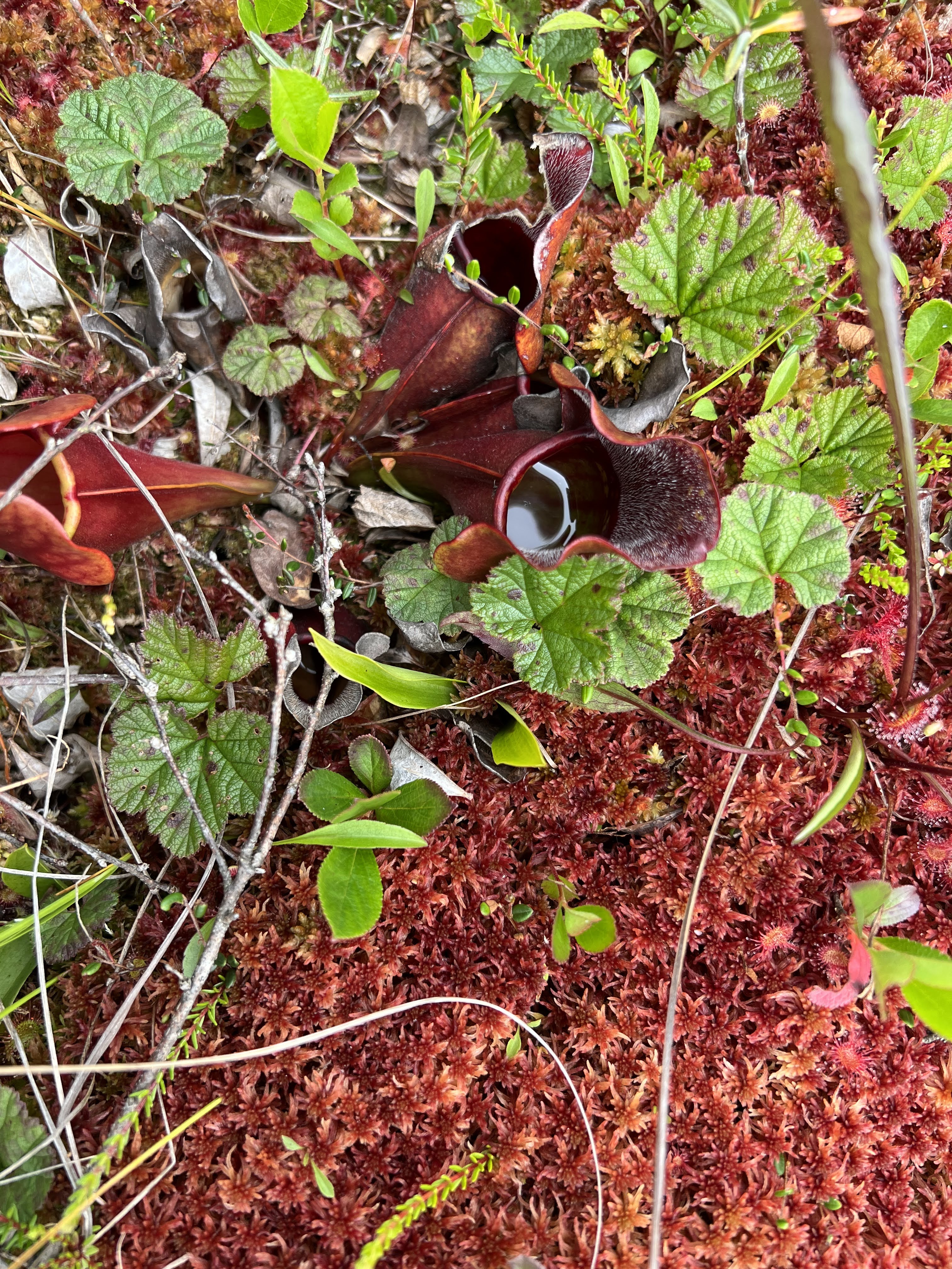 A close up of pitcher plants with water in them as well as sundews and lichens